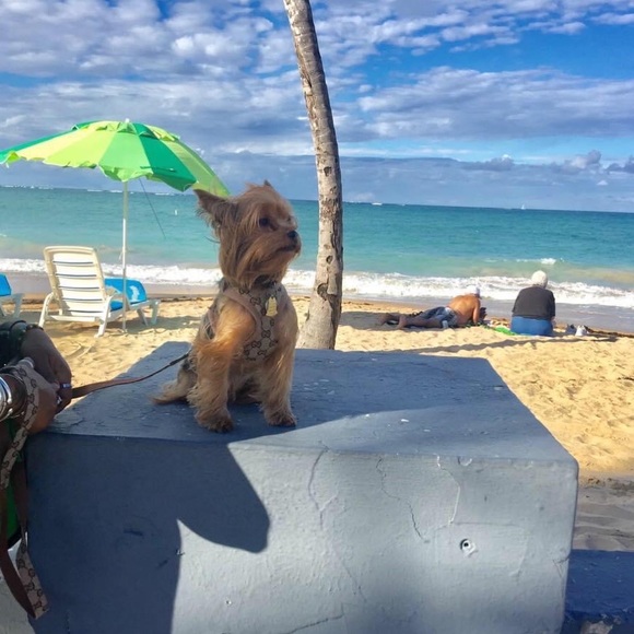 My Little  fur baby XHUY........ 🐾🐾❤️❤️🐾🐾🐾❤️ - Picture 12 of 16